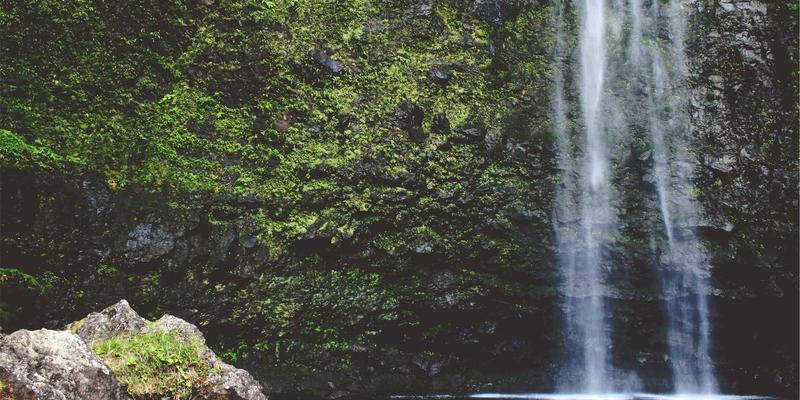 人参果5:揭秘天然滋补新贵,解锁现代健康养生密码