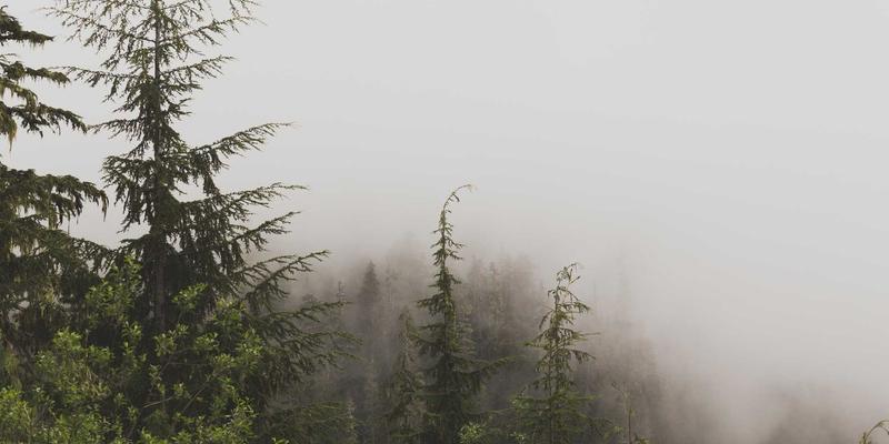 人参果76:解锁健康养生新密码,天然活力补充的黄金果实