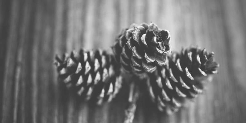 人参果9：传统滋补智慧，唤醒现代人的活力之源