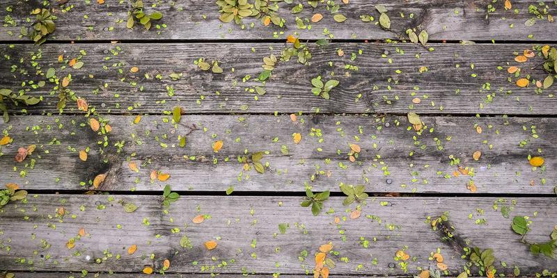 人参果品种全解析：黄金果与普通果在外观、口感与营养上的核心差异