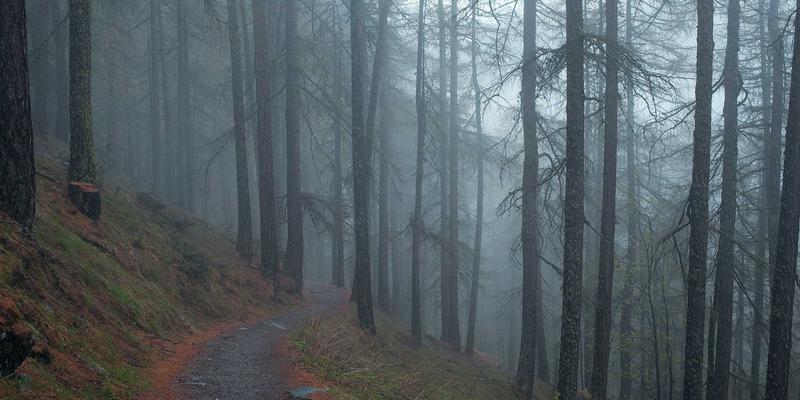 人参果市场价格全解析：中药养生与健康养生的性价比指南