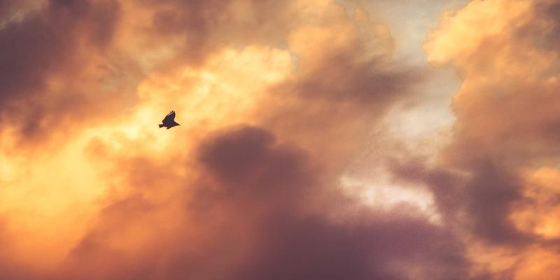 人参果病虫害有机防治全攻略：守护传统滋补珍品的天然之道