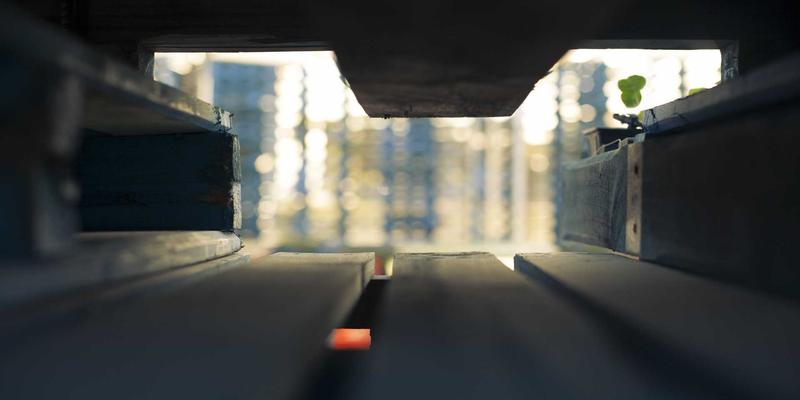 人参果的抗氧化功效解析：富含硒元素与延缓衰老的科学依据