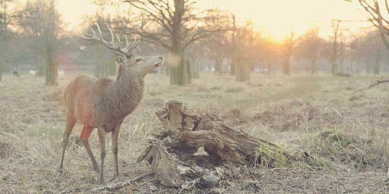 人参果的抗氧化奥秘：解锁中药养生抗衰老的自然力量