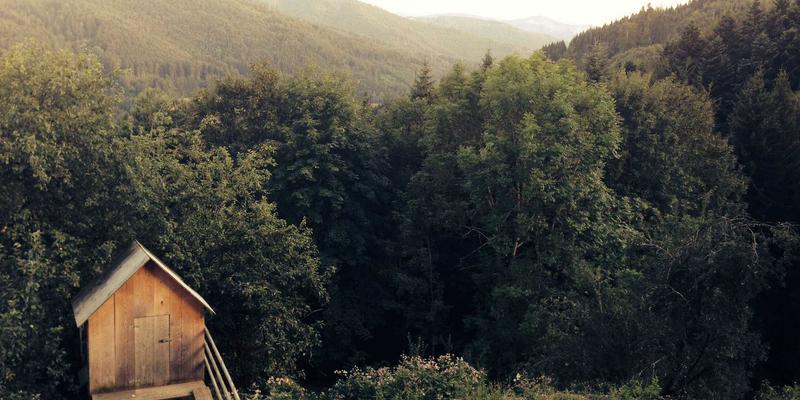 人参果:被低估的天然滋补珍品,解锁健康养生新密码